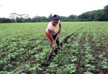 Foto: Acompañamiento del INTA a los productores de Nicaragua