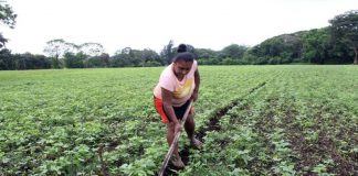 Foto: Acompañamiento del INTA a los productores de Nicaragua
