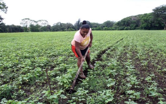 Foto: Acompañamiento del INTA a los productores de Nicaragua Foto: Acompañamiento del INTA a los productores de Nicaragua
