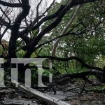 Lluvias provocan caída de árboles y postes en la Isla de Ometepe Foto: lluvias durante la madrugada en la Isla de Ometepe/TN8