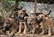Fin a una tradición: Corea del Sur prohíbe la carne de perro Foto: Corea del Sur prohíbe el consumo de carne de perro /Cortesía