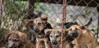 Foto: Corea del Sur prohíbe el consumo de carne de perro /Cortesía