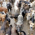 Corea del Sur: ¿qué pasará con medio millón de perros tras prohibir su consumo? Foto: El dilema de Corea del Sur /Cortesía