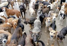 Corea del Sur: ¿qué pasará con medio millón de perros tras prohibir su consumo? Foto: El dilema de Corea del Sur /Cortesía