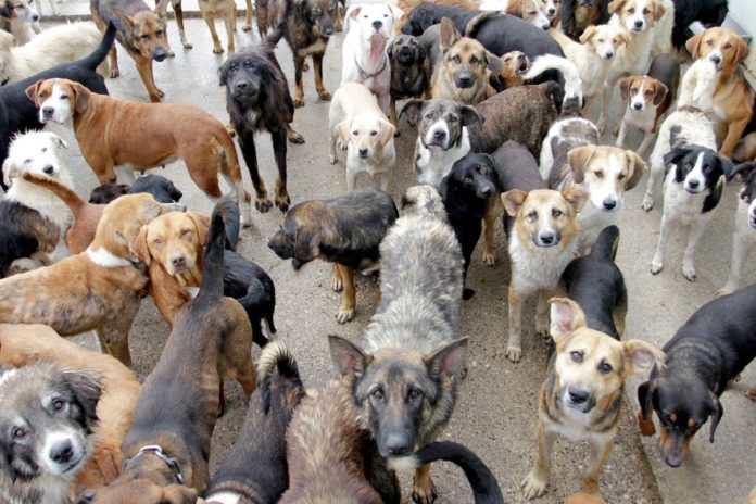 Foto: El dilema de Corea del Sur /Cortesía Foto: El dilema de Corea del Sur /Cortesía