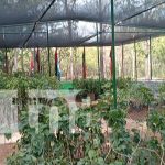 Foto: Inauguran Segundo Vivero Municipal en Parque de Ferias de Nandaime/TN8