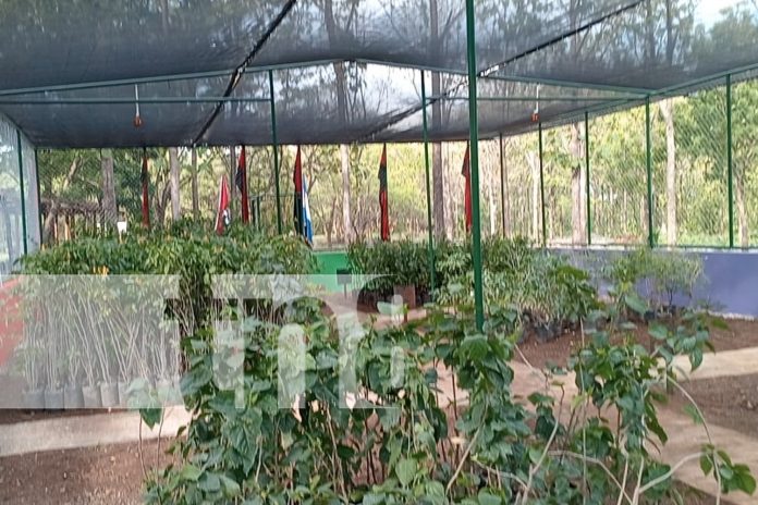 9 Foto: Inauguran Segundo Vivero Municipal en Parque de Ferias de Nandaime/TN8