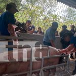 Jóvenes fortalecen conocimientos en inseminación artificial porcina en Matagalpa Foto: Jóvenes fortalecen conocimientos en inseminación artificial porcina en Matagalpa/TN8