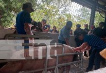 Foto: Jóvenes fortalecen conocimientos en inseminación artificial porcina en Matagalpa/TN8