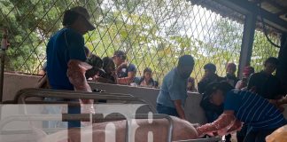Foto: Jóvenes fortalecen conocimientos en inseminación artificial porcina en Matagalpa/TN8