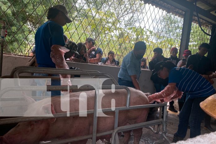 Foto: Jóvenes fortalecen conocimientos en inseminación artificial porcina en Matagalpa/TN8