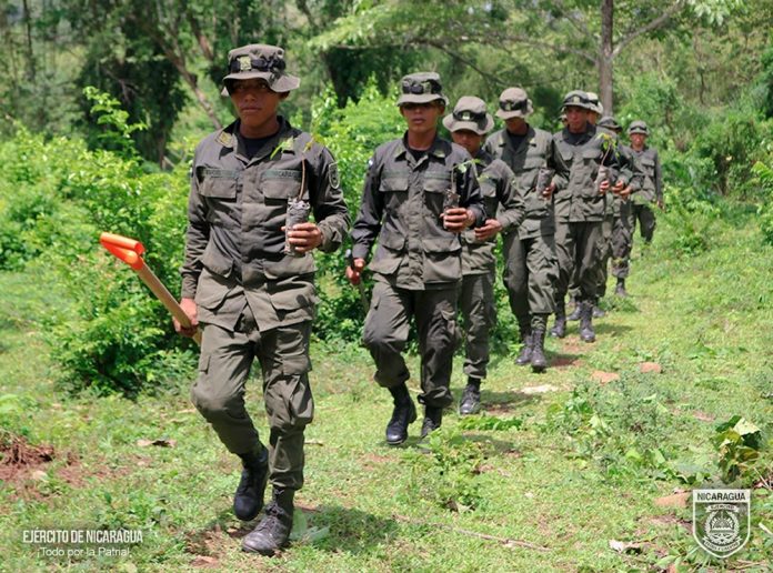Foto: Labores de reforestación con el Ejército de Nicaragua en el Caribe Norte / Foto: Labores de reforestación con el Ejército de Nicaragua en el Caribe Norte /