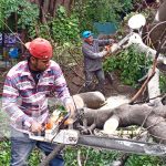 Un árbol con mucha historia cae ante las lluvias en Managua Foto: Árbol con 25 años se desploma en la Villa San Jacinto, Managua / TN8