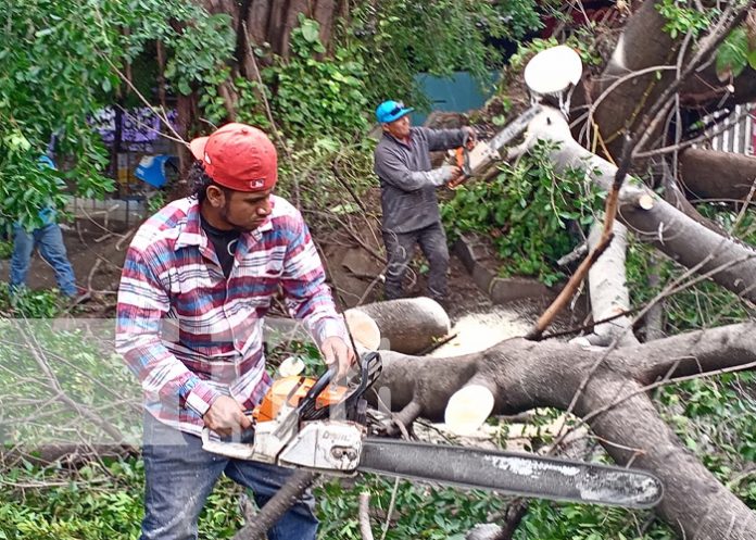 Foto: Árbol con 25 años se desploma en la Villa San Jacinto, Managua / TN8