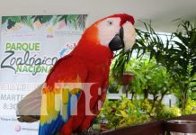 Foto: Feria "Unidos por Amor a la Madre Tierra" en Nicaragua