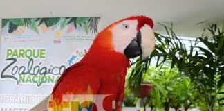Foto: Feria "Unidos por Amor a la Madre Tierra" en Nicaragua