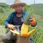 Finca Piñacol: el sabor tropical de la piña que conquista Ticuantepe Foto: Las piñas más especiales en Finca Piñacol de Ticuantepe / TN8