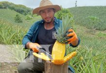 Foto: Las piñas más especiales en Finca Piñacol de Ticuantepe / TN8