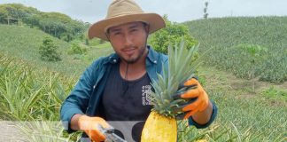 Foto: Las piñas más especiales en Finca Piñacol de Ticuantepe / TN8
