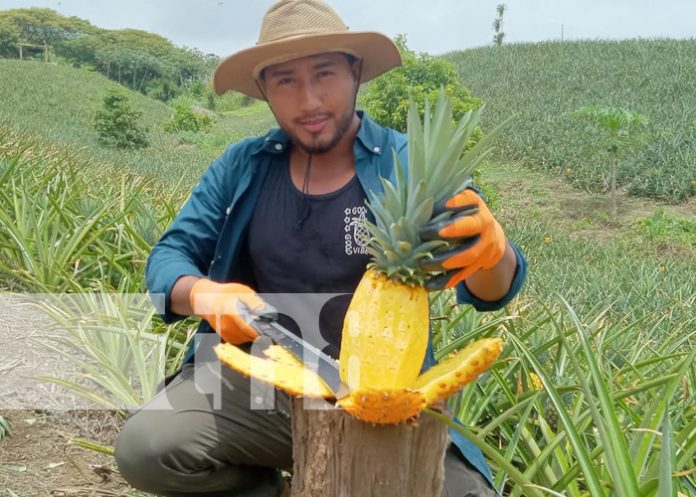 Foto: Las piñas más especiales en Finca Piñacol de Ticuantepe / TN8 Foto: Las piñas más especiales en Finca Piñacol de Ticuantepe / TN8