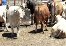 Foto: Rancho Lucero con interés en inversión para Nicaragua