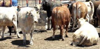 Foto: Rancho Lucero con interés en inversión para Nicaragua