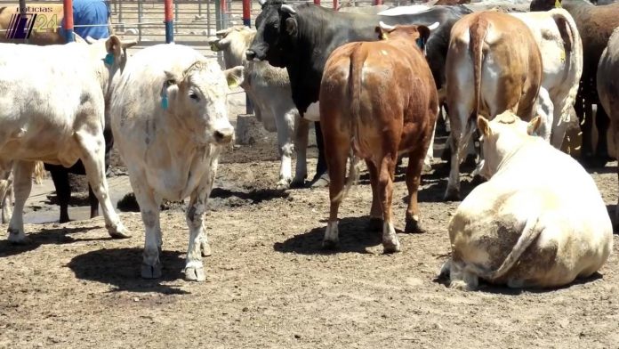 Foto: Rancho Lucero con interés en inversión para Nicaragua