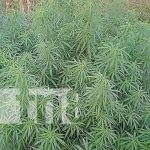 ¡Culpable por cultivar marihuana en Wiwilí, Nueva Segovia! Foto: Cultivo de marihuana en Nueva Segovia / TN8