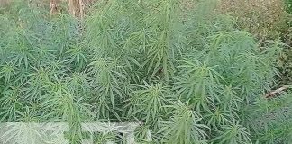 Foto: Cultivo de marihuana en Nueva Segovia / TN8