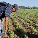 Sanidad agropecuaria en Nicaragua: eje clave del Plan Nacional de Producción 2025-2026 Foto: Control de plagas en Nicaragua