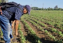 Sanidad agropecuaria en Nicaragua: eje clave del Plan Nacional de Producción 2025-2026 Foto: Control de plagas en Nicaragua