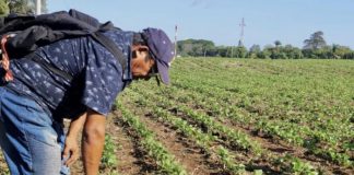 Foto: Control de plagas en Nicaragua