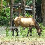 Foto: Semovientes causan accidentes en Rivas / TN8