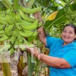 Tisma, tierra fértil que abastece los mercados nacionales Foto: Producción fértil en Tisma / TN8