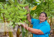 Tisma, tierra fértil que abastece los mercados nacionales Foto: Producción fértil en Tisma / TN8