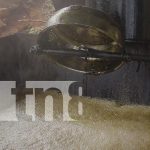 Tradición que endulza generaciones: Somoto conserva viva la panela artesanal Foto: Dulce y vieja tradición en Somoto, Madriz /TN8