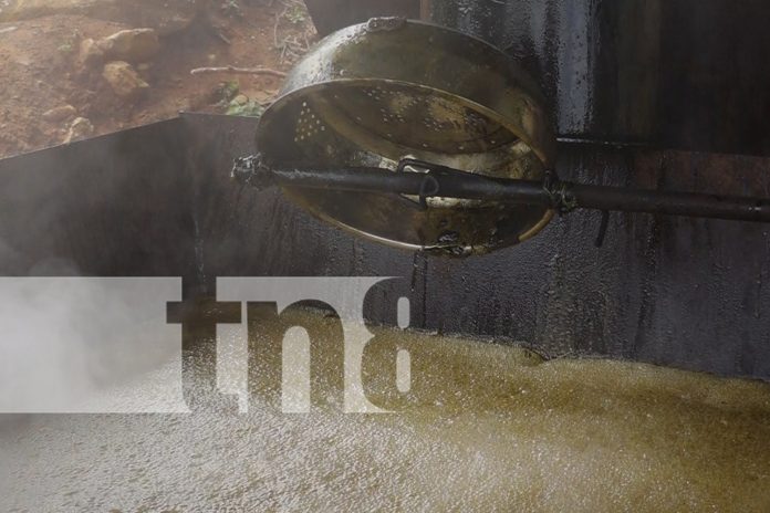 Foto: Dulce y vieja tradición en Somoto, Madriz /TN8 Foto: Dulce y vieja tradición en Somoto, Madriz /TN8