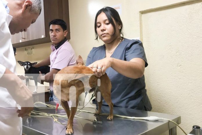 Foto: Camoapa abre clínica veterinaria de primer nivel /TN8 Foto: Camoapa abre clínica veterinaria de primer nivel /TN8