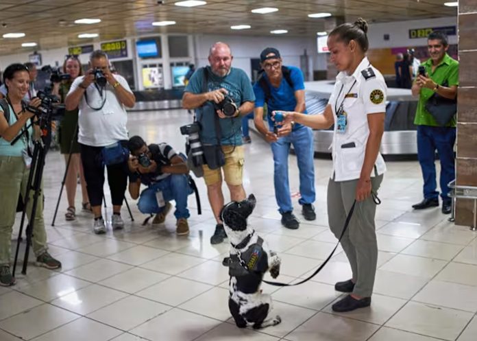 Foto: Cuba da un paso firme contra el narcotráfico /cortesía