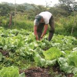 Más de 1.3 millones de hortalizas producidas en junio en Nicaragua Foto: Lechuga y brócoli generan empleo y alimento en Nicaragua/Cortesía