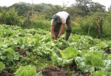 Foto: Lechuga y brócoli generan empleo y alimento en Nicaragua/Cortesía