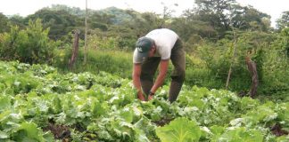 Foto: Lechuga y brócoli generan empleo y alimento en Nicaragua/Cortesía