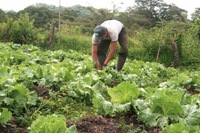 Foto: Lechuga y brócoli generan empleo y alimento en Nicaragua/Cortesía Foto: Lechuga y brócoli generan empleo y alimento en Nicaragua/Cortesía