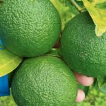 Más de 1,700 familias viven del cultivo de la naranja agria en Nicaragua Foto: naranja agria impulsa el desarrollo agrícola/TN8