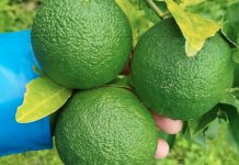 Foto: naranja agria impulsa el desarrollo agrícola/TN8
