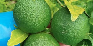 Foto: naranja agria impulsa el desarrollo agrícola/TN8
