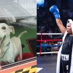 «Estrella» fue rescatada: el drama que sacudió TikTok y Facebook Foto: Rescataron a Estrella de una vida de maltrato/cortesía