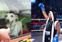 «Estrella» fue rescatada: el drama que sacudió TikTok y Facebook Foto: Rescataron a Estrella de una vida de maltrato/cortesía
