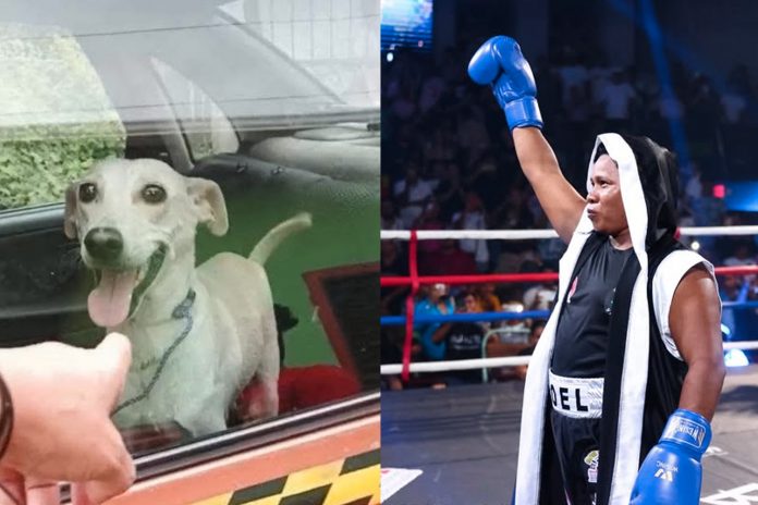 Foto: Rescataron a Estrella de una vida de maltrato/cortesía Foto: Rescataron a Estrella de una vida de maltrato/cortesía