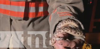 Foto: ¡Cuidado con las "venenosas" escondidas! Serpiente aparece en motor de vehículo en Estelí/TN8